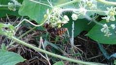 Vespa crabro flavofasciata