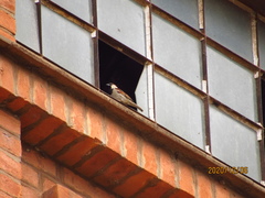 Passer domesticus