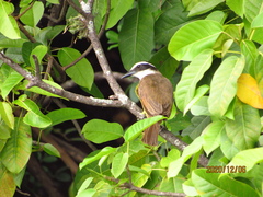 Pitangus sulphuratus