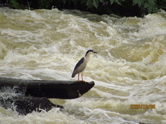 Nycticorax nycticorax