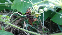 Vespa crabro flavofasciata