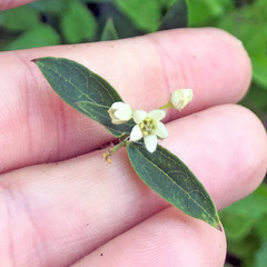 Vincetoxicum hirundinaria