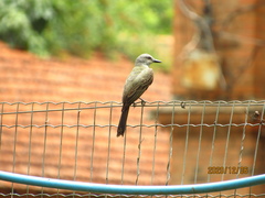 Tyrannus melancholicus