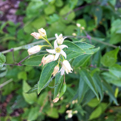 Vincetoxicum hirundinaria