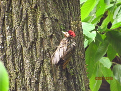 Colaptes melanochloros