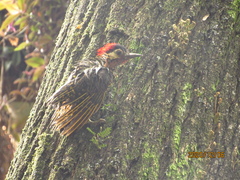 Colaptes melanochloros