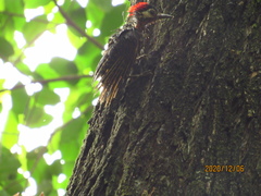 Colaptes melanochloros