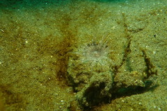 Harenactis attenuata