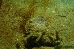 Harenactis attenuata