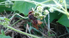 Vespa crabro flavofasciata