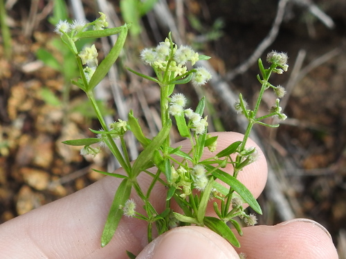 Image of Galium fendleri by (c) Sam Kieschnick, some rights reserved (CC BY)