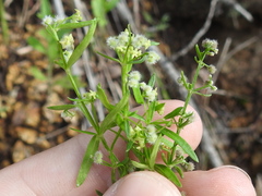 Galium fendleri