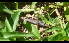 Gymnophthalmus underwoodi