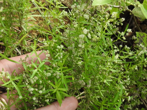 Image of Galium fendleri by (c) Sam Kieschnick, some rights reserved (CC BY)