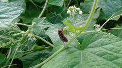 Vespa crabro flavofasciata