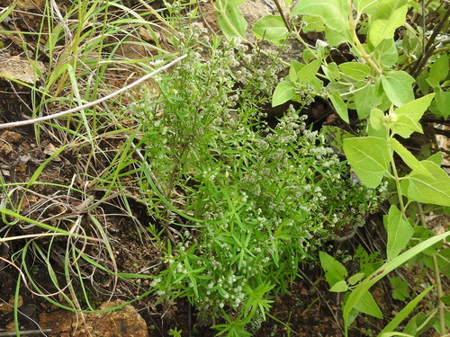 Image of Galium fendleri by (c) Sam Kieschnick, some rights reserved (CC BY)