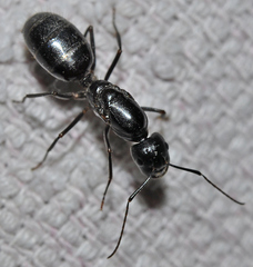 Camponotus foreli