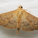 Herbivorous Patania Moth - Photo (c) Anita Gould, some rights reserved (CC BY-NC), uploaded by Anita Gould