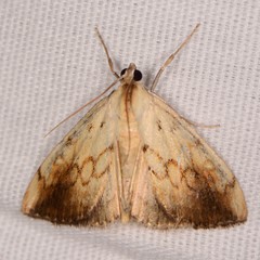 Evergestis consimilis