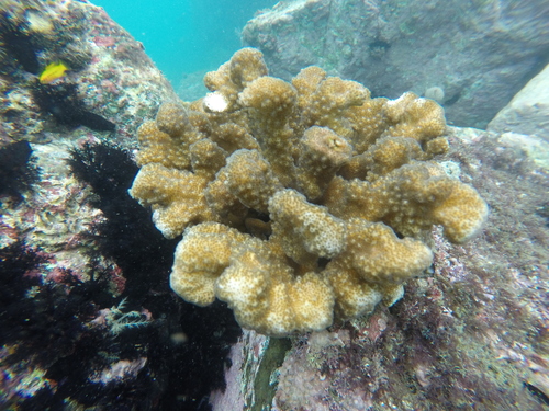 cauliflower coral