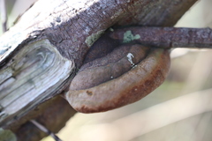 Fomitiporia hippophaeicola