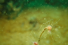 Ectopleura crocea
