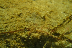 Ectopleura crocea
