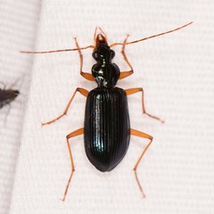 Platynini