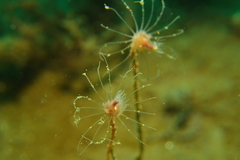 Ectopleura crocea