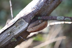 Fomitiporia hippophaeicola