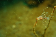 Ectopleura crocea