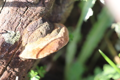 Fomitiporia hippophaeicola