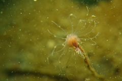 Ectopleura crocea