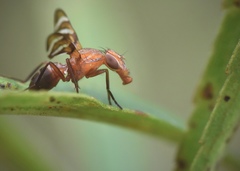 Tritoxa incurva