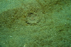 Harenactis attenuata