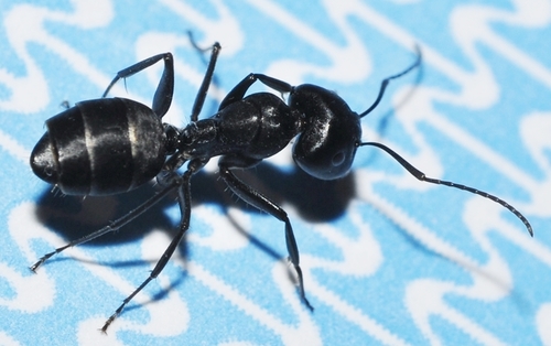 Camponotus amaurusCamponotus amaurus