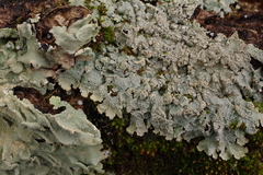 Crespoa crozalsiana