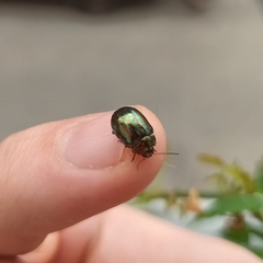 Chrysolina americana