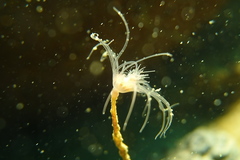 Ectopleura crocea