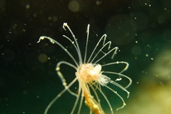 Ectopleura crocea