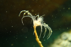 Ectopleura crocea