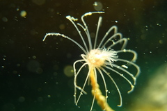 Ectopleura crocea