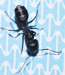 Camponotus micans