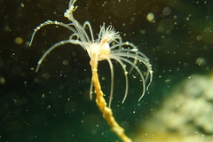 Ectopleura crocea