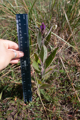 Verbena macdougalii