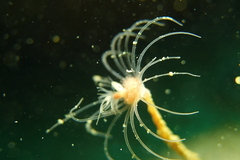 Ectopleura crocea