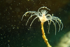 Ectopleura crocea