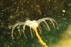 Ectopleura crocea