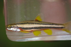 Chrosomus erythrogaster