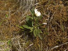 Celmisia densiflora